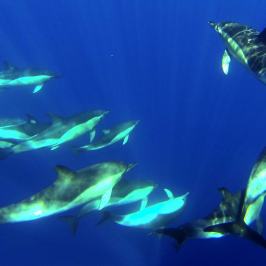 Dolphin in madeira