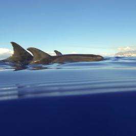 a bird flying in the sky