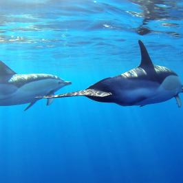 a fish swimming under water