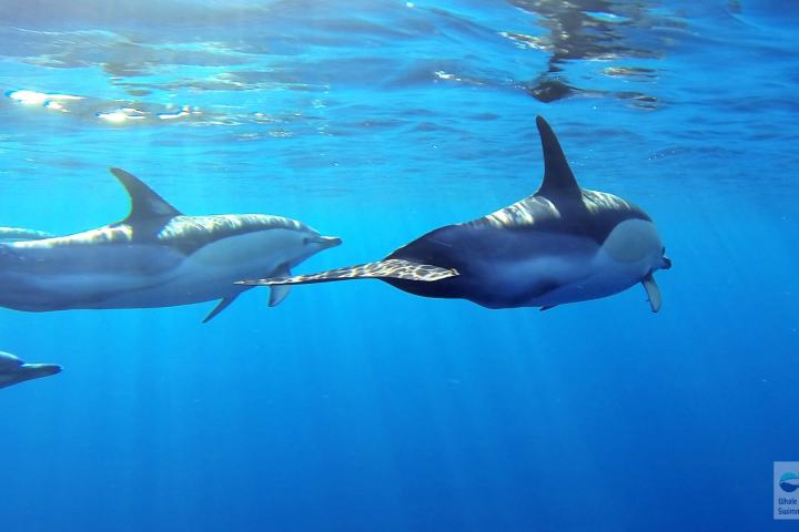 a fish swimming under water