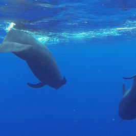 an animal swimming in the water