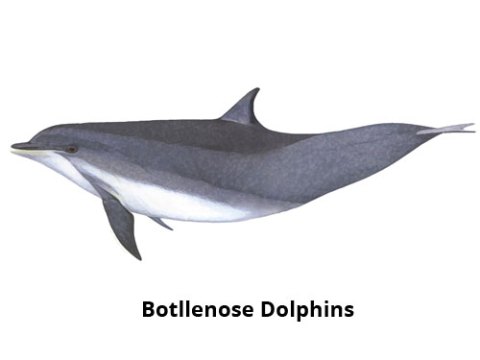 Botllenose Dolphins Madeira