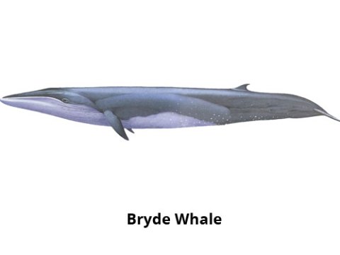 Bryde Whale Madeira
