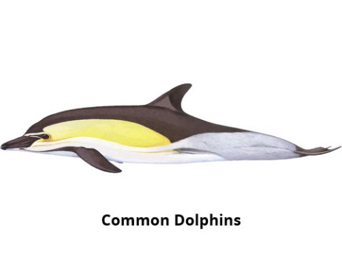 Common Dolphins madeira