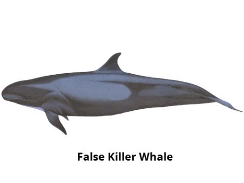 False Killer Whale Madeira