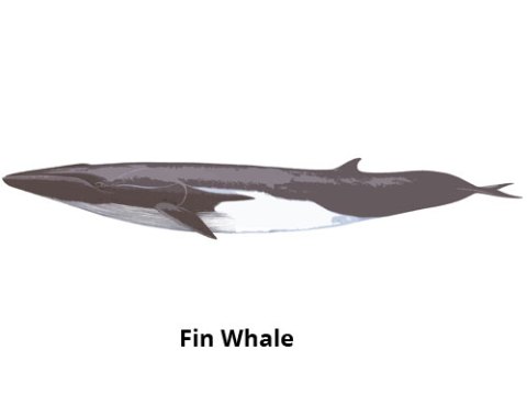Fin Whale Madeira