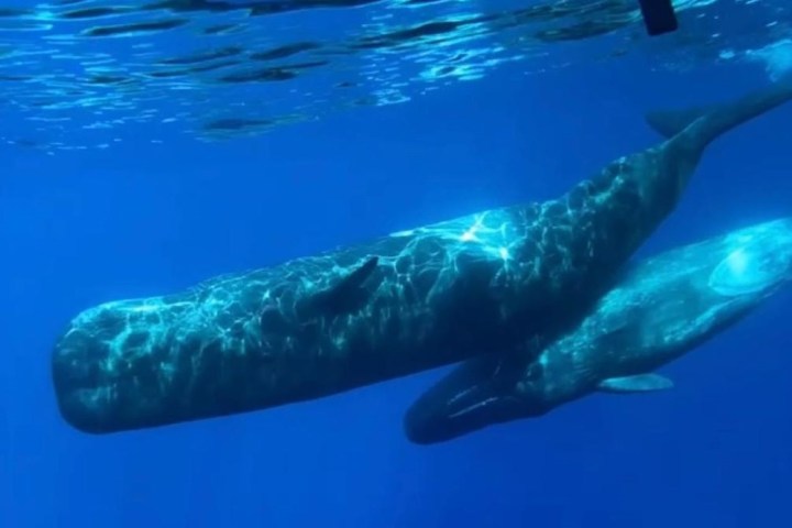 a polar bear swimming in a pool of water