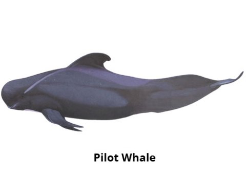 Pilot Whale Madeira