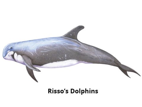 Rissos Dolphins Madeira