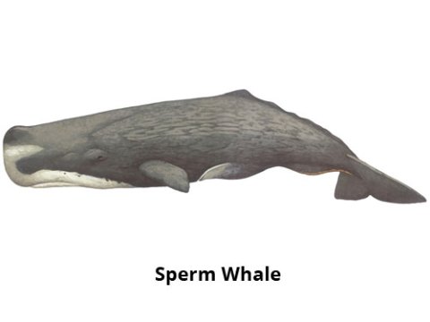 Sperm Whale Madeira