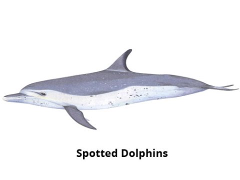 Spotted Dolphins Madeira