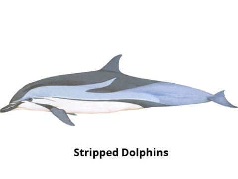 Stripped Dolphins Madeira