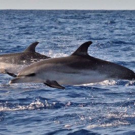 a whale swimming in a body of water