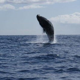 a whale jumping out of the water