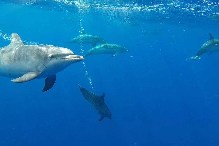 a fish swimming under water